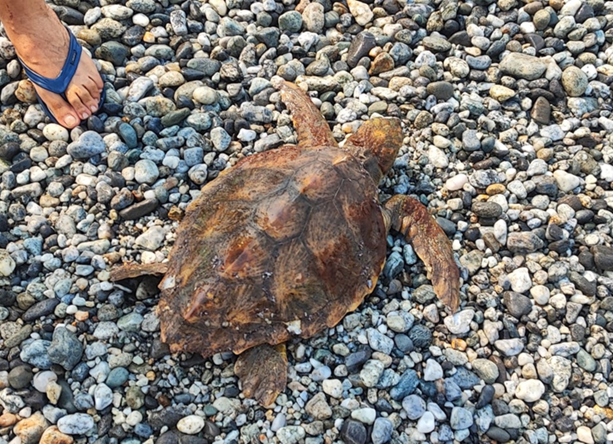 Condofuri, imbarcazione salva una tartaruga caretta caretta in difficoltà – FOTOGALLERY