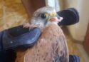 Reggio, volontari della Guardia Faunistica ambientale salvano un falco